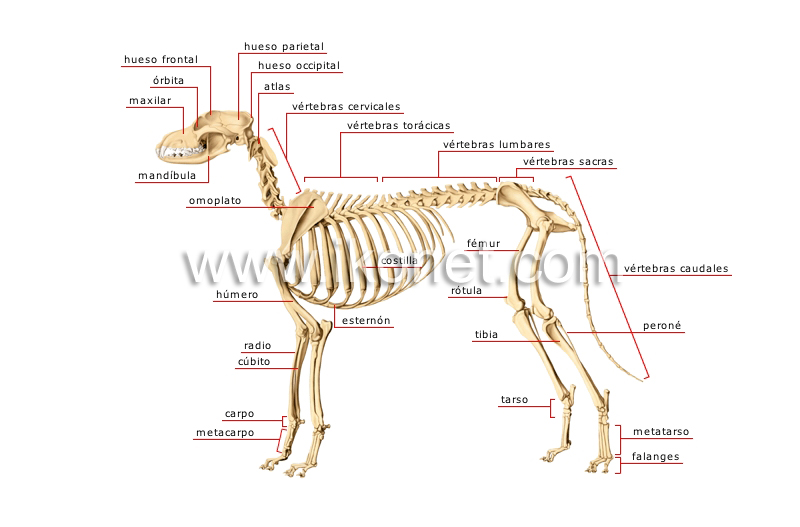 Moral Preludio paralelo reino animal > mamíferos carnívoros > perro > esqueleto de un perro imagen  - Diccionario Visual