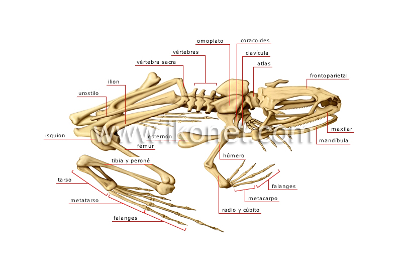 esqueleto de una rana image