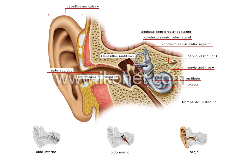 estructura del oído image