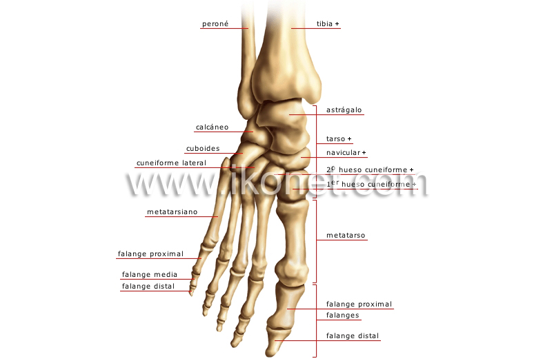 huesos del pie image