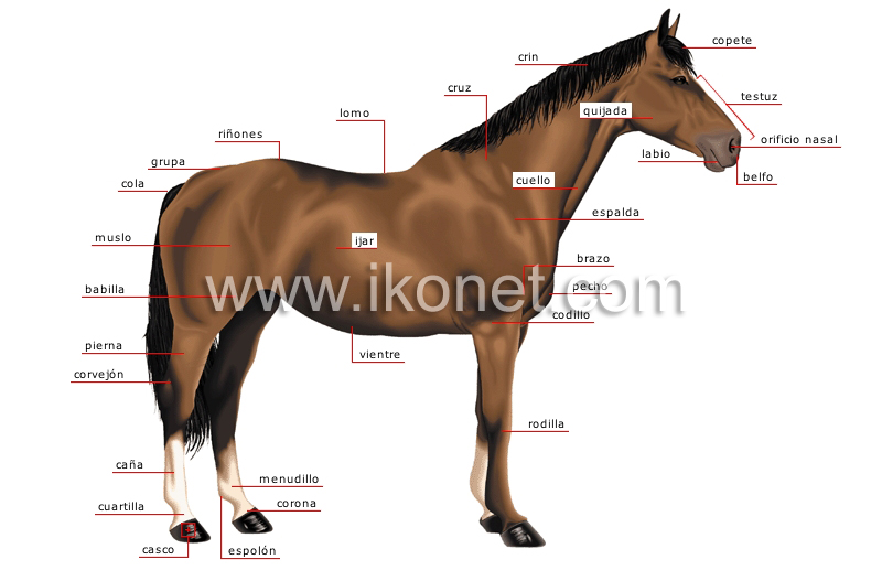 morfología de un caballo image
