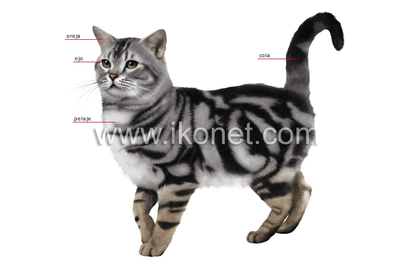 morfología de un gato image