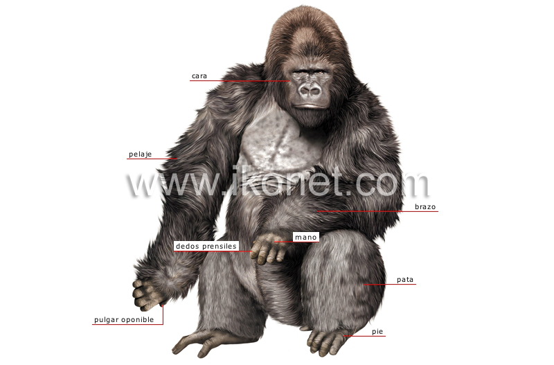morfología de un gorila image