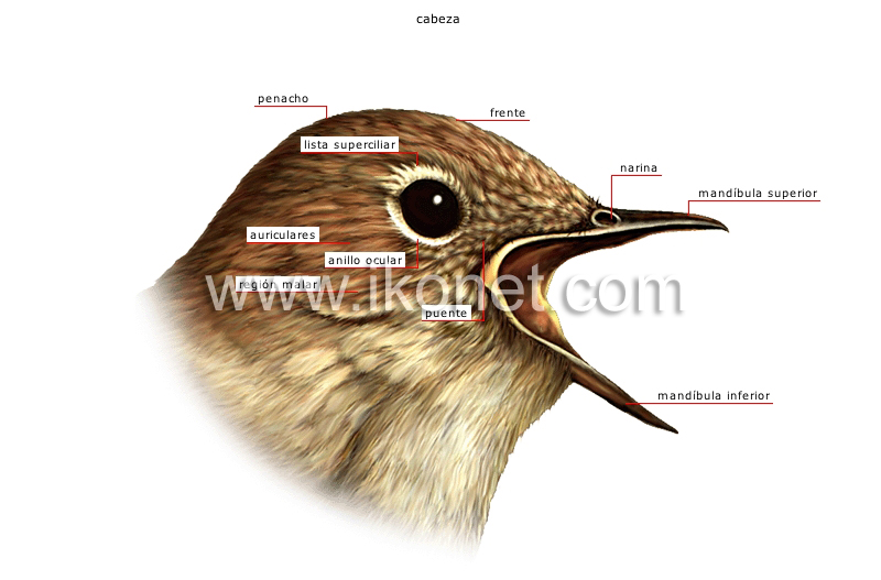 morfología de un pájaro image