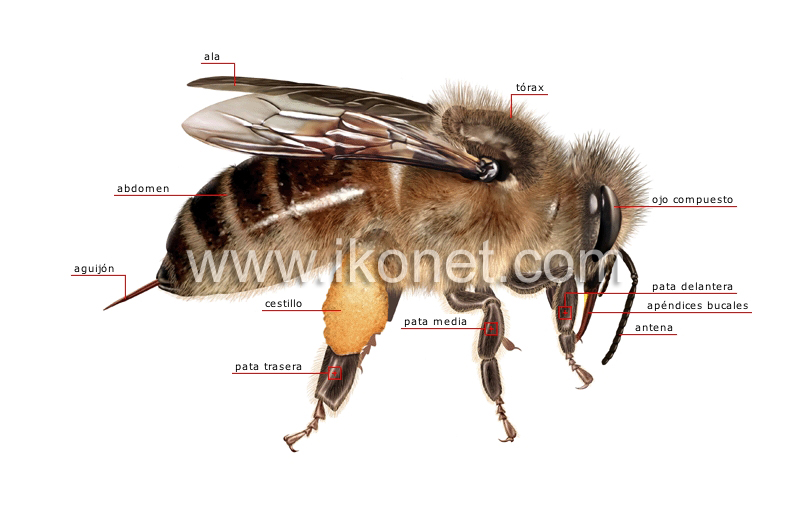 morfología de una abeja trabajadora image