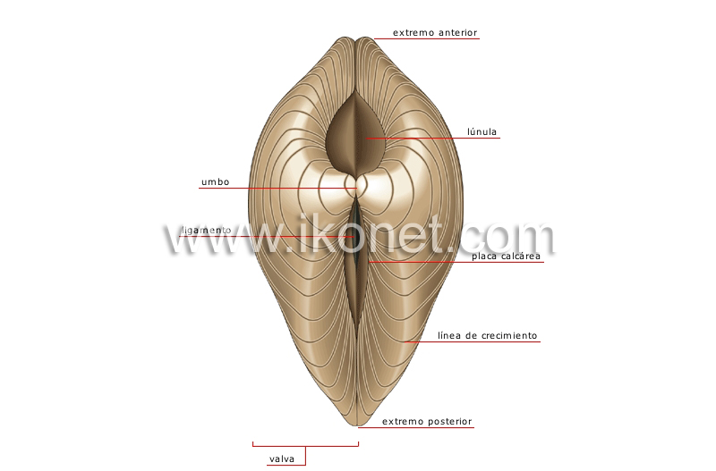 morfología de una concha bivalva image