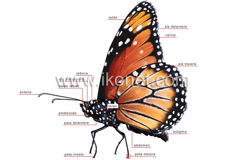 Preferencia Sin lugar a dudas Vatio reino animal > insectos y arácnidos > mariposa > morfología de una mariposa  imagen - Diccionario Visual