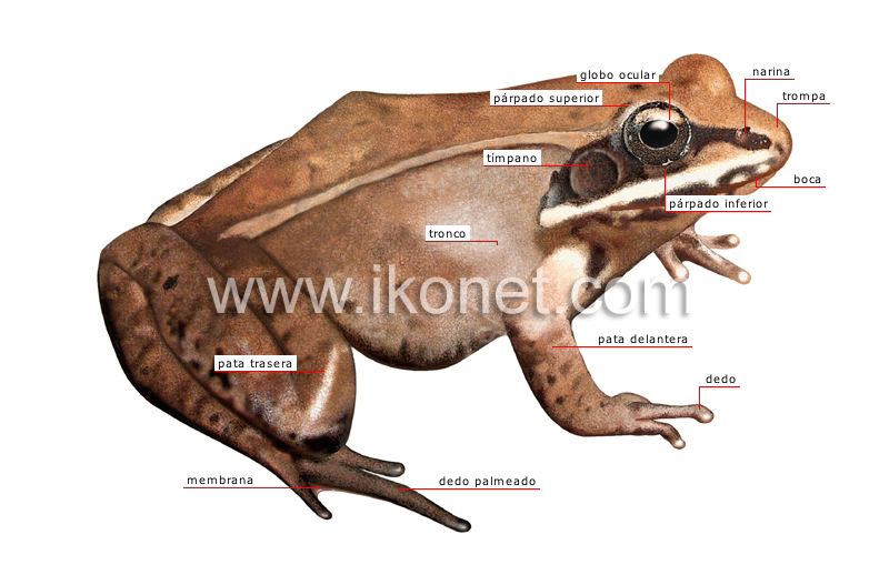 morfología de una rana image