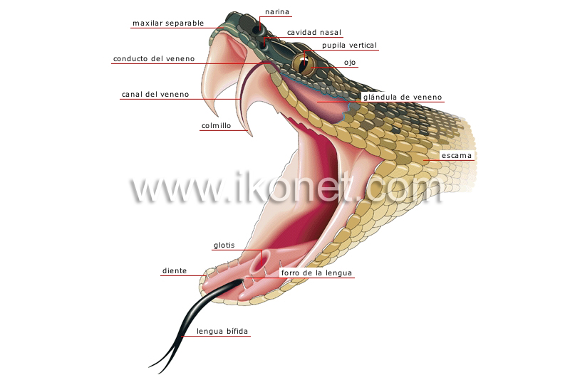morfología de una serpiente venenosa: cabeza image