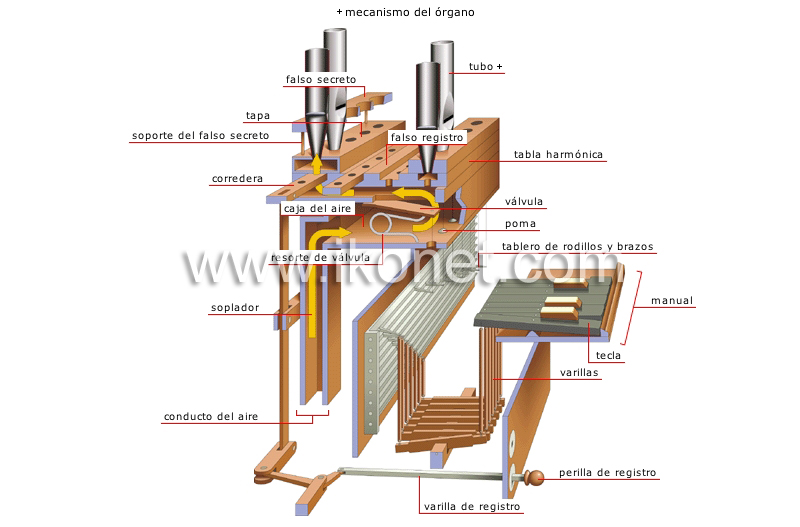 órgano image