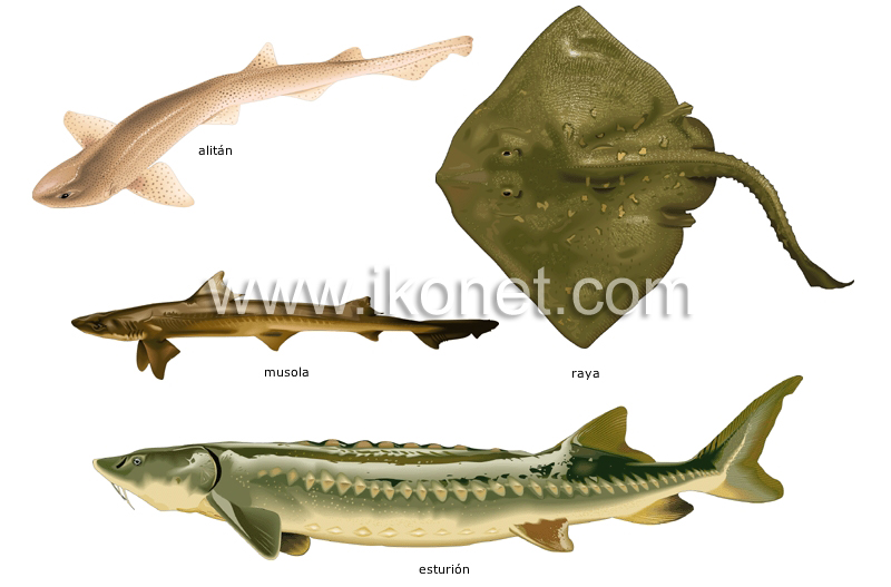 peces cartilaginosos image