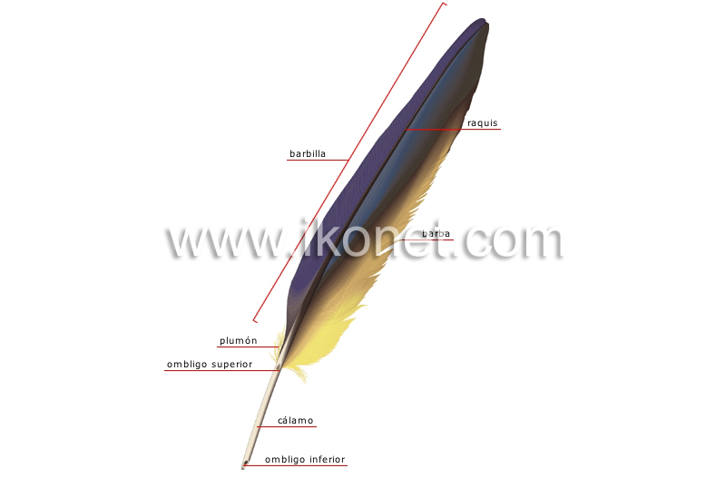 pluma image