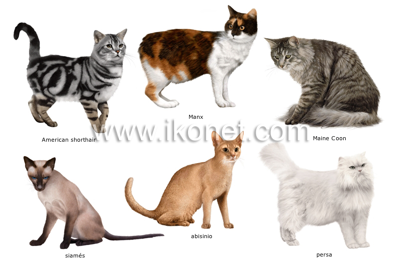 razas de gatos image