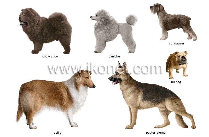 razas de perros image