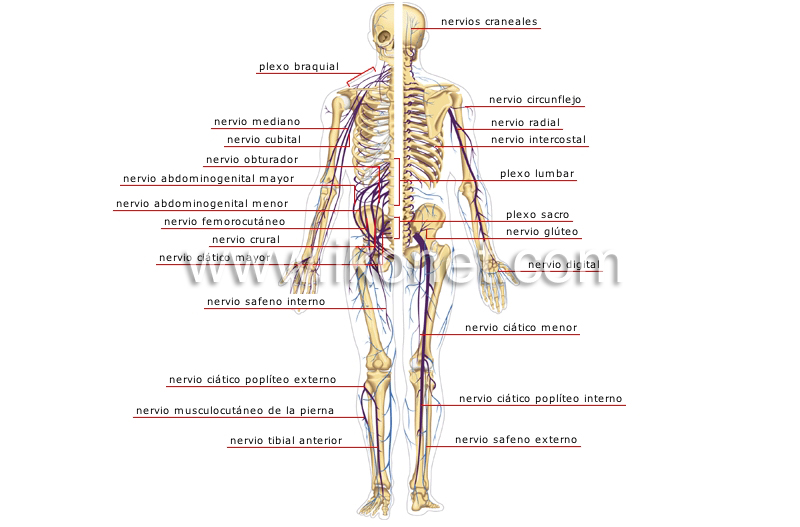 sistema nervioso periférico image