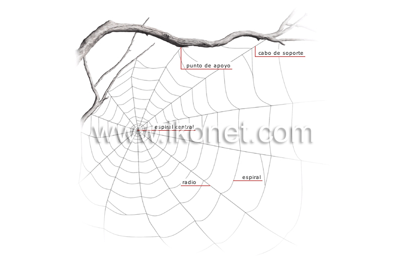 tela de araña image