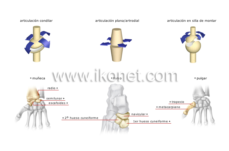 tipos de articulaciones sinoviales image