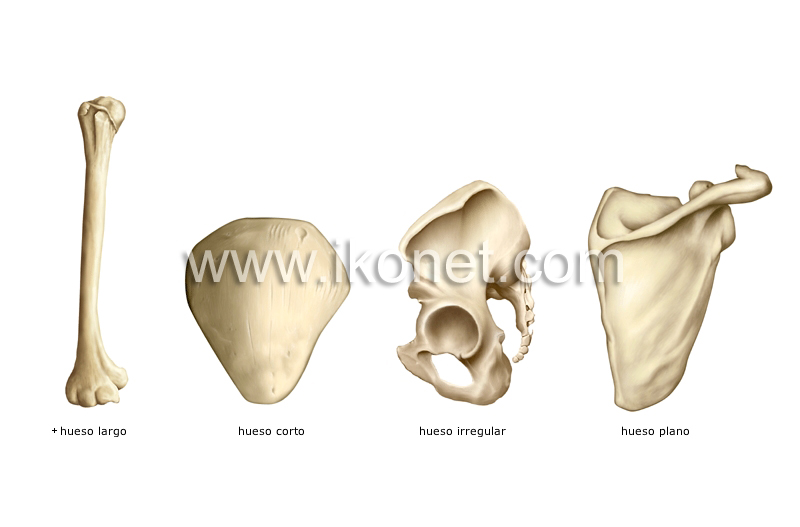 tipos de huesos image