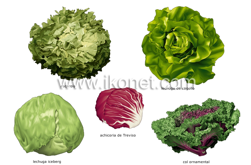 verduras de hojas image