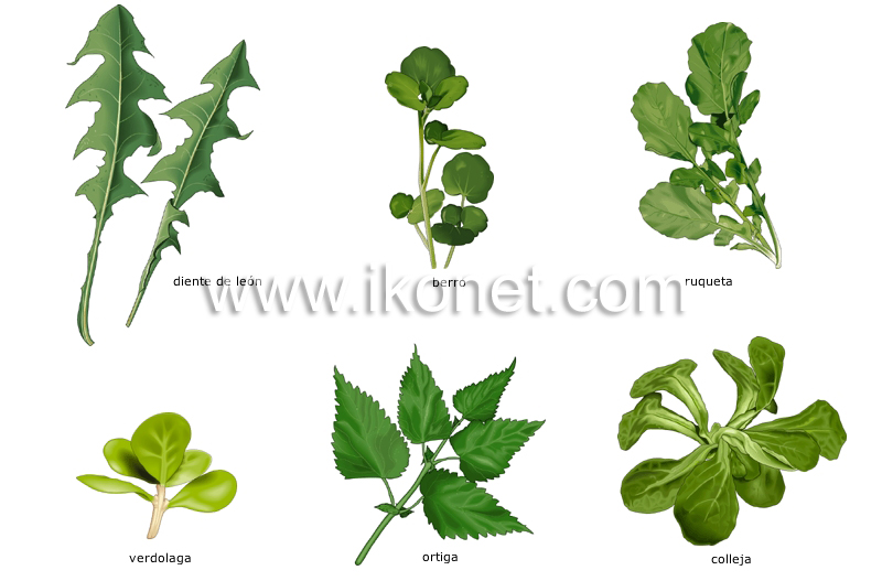 verduras de hojas image