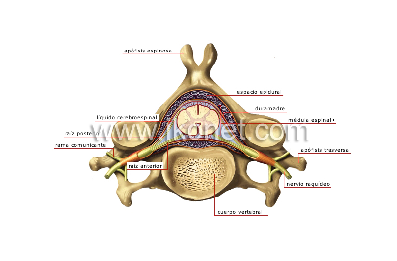 vértebra cervical image
