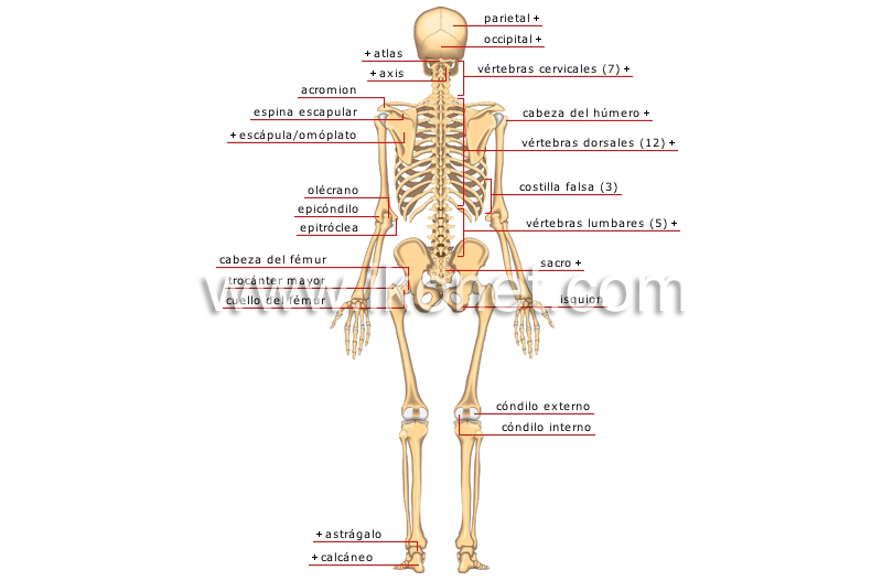 vista posterior - Le Dictionnaire Visuel