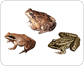 exemples d’amphibiens image