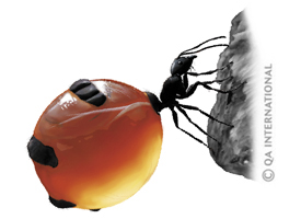 La fourmi pot-de-miel 