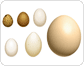 œufs image