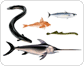 poissons osseux