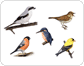 exemples d���oiseaux