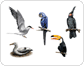 exemples d���oiseaux