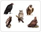 exemples d’oiseaux
