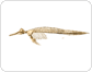 squelette du dauphin image