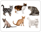 races de chats image