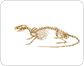 squelette du rat image