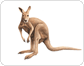morphologie du kangourou image