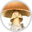 champignon image