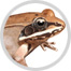 grenouille image