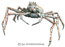 Le crabe-araignée géant du Japon