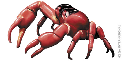 Crabe terrestre rouge de l'île Christmas
