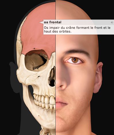 Crâne vue antérieure