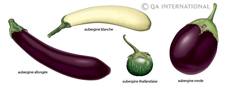 Différentes variétés d'aubergines