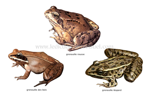 Exemples d’amphibiens