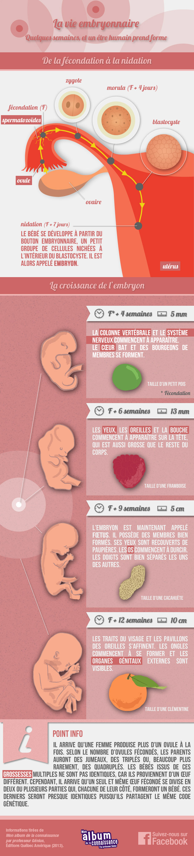 infographie_croissance_embryon