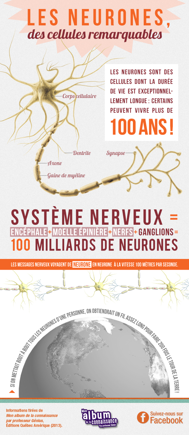 Les neurones, des cellules remarquables