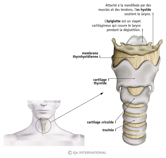 Le larynx