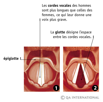 Les cordes vocales