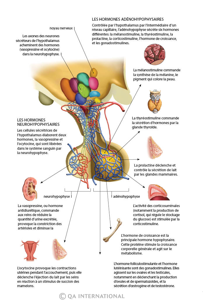 Les hormones