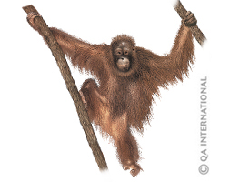 Orang-outan de Bornéo et de Sumatra